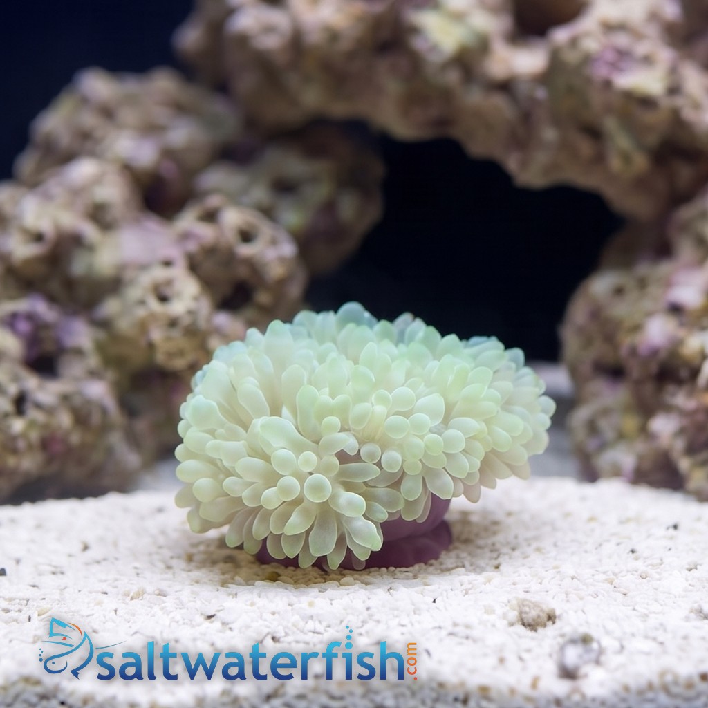 Bubble Tip Anemone Colored