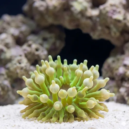 Bubble Tip Anemone Colored