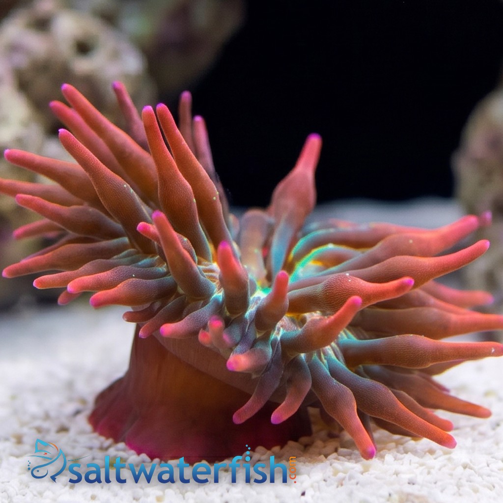 Bubble Tip Anemone Rainbow - Indo Pacific