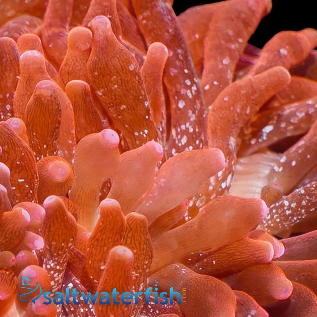 Rose Bubble Tip Anemone : Flamethrower