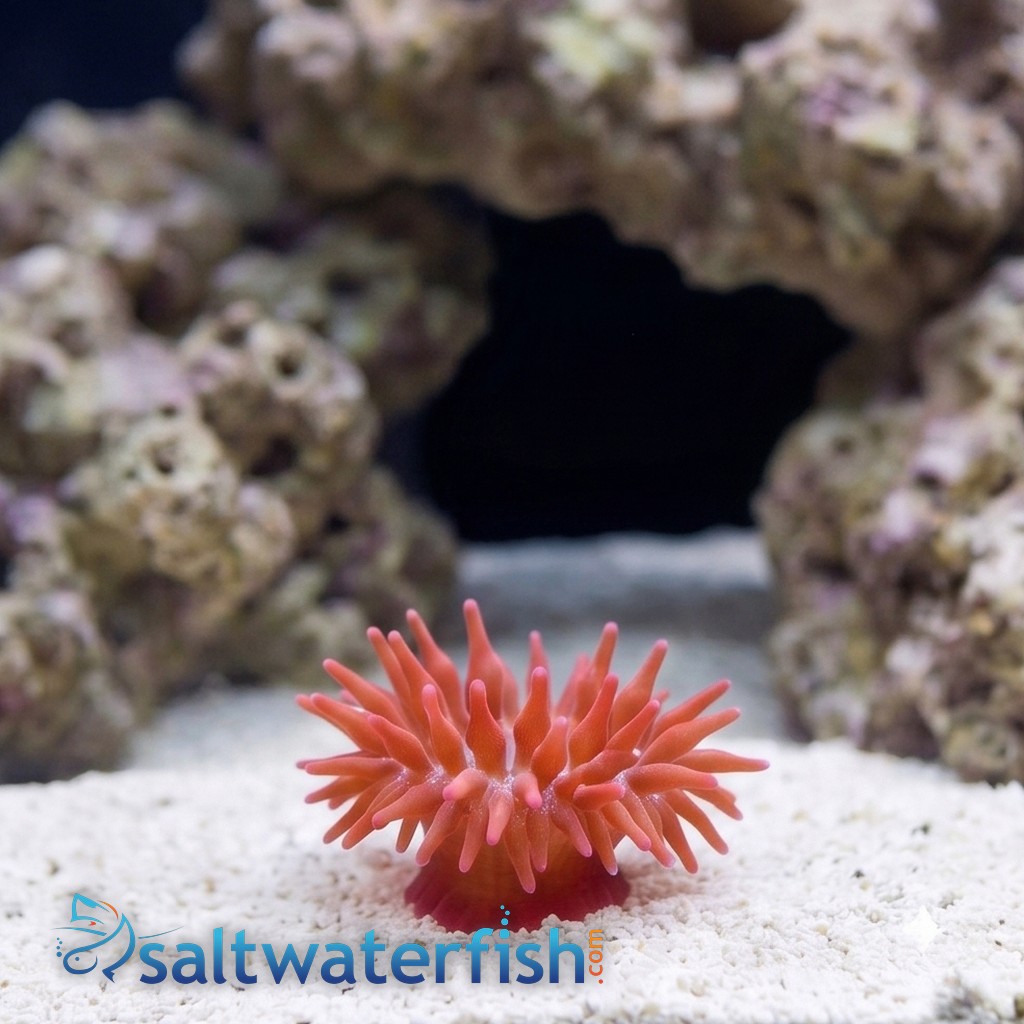 Rose Bubble Tip Anemone : Flamethrower