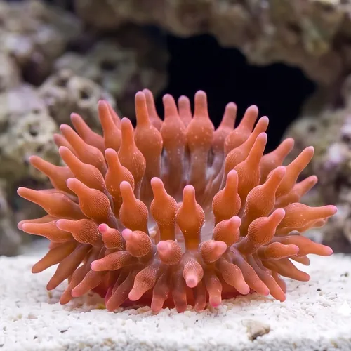 Rose Bubble Tip Anemone : Flamethrower