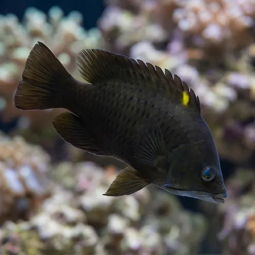 Slingjaw Wrasse Yellow - South Pacific