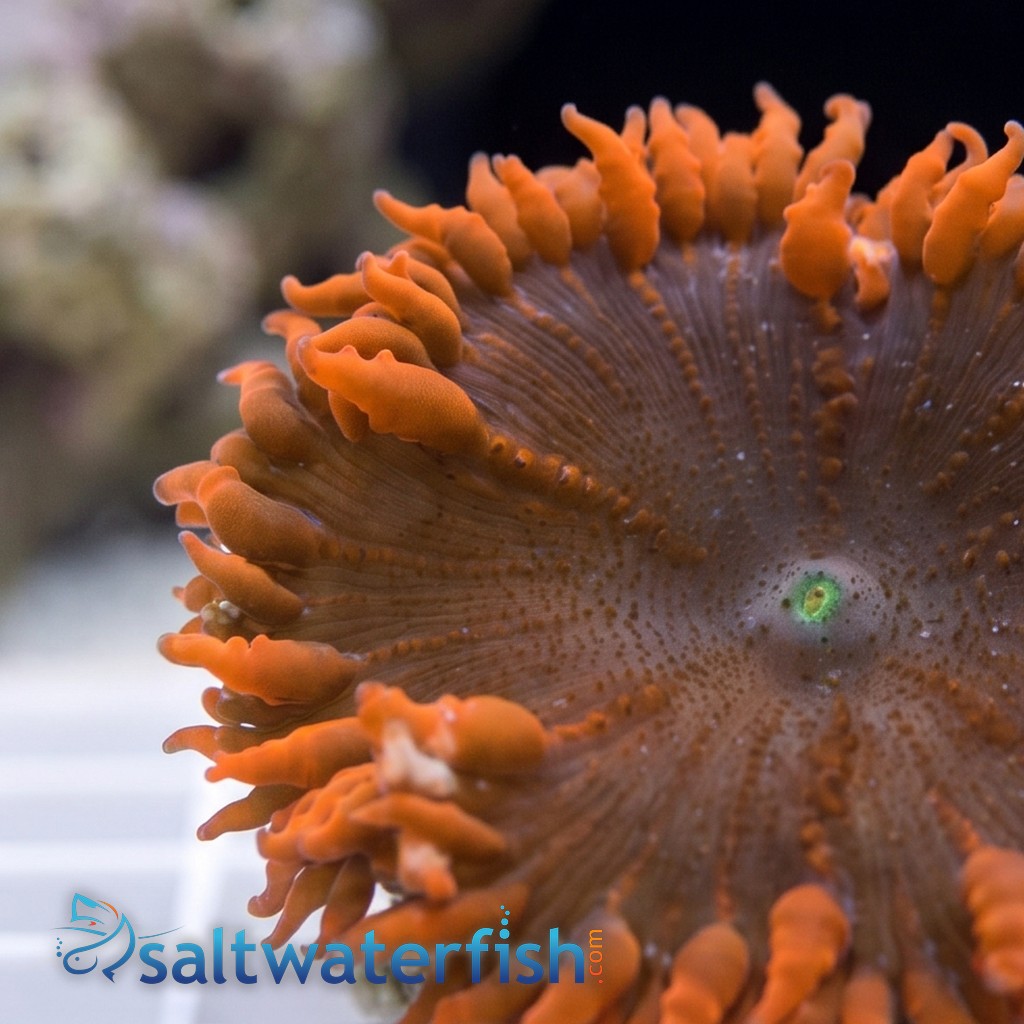 Rock Flower Anemone: Assorted Red