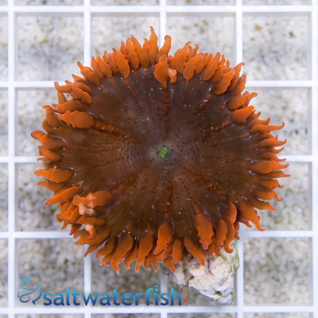 Rock Flower Anemone: Assorted Red