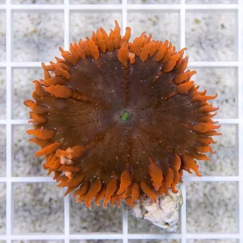 Rock Flower Anemone: Assorted Red