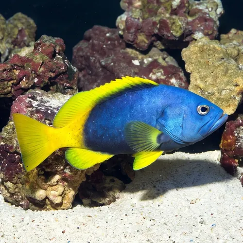 Blue-and-Yellow Grouper
