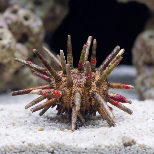 Pencil Urchin 