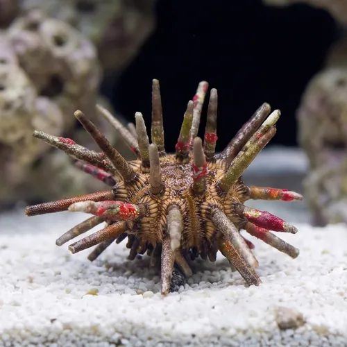 Pencil Urchin