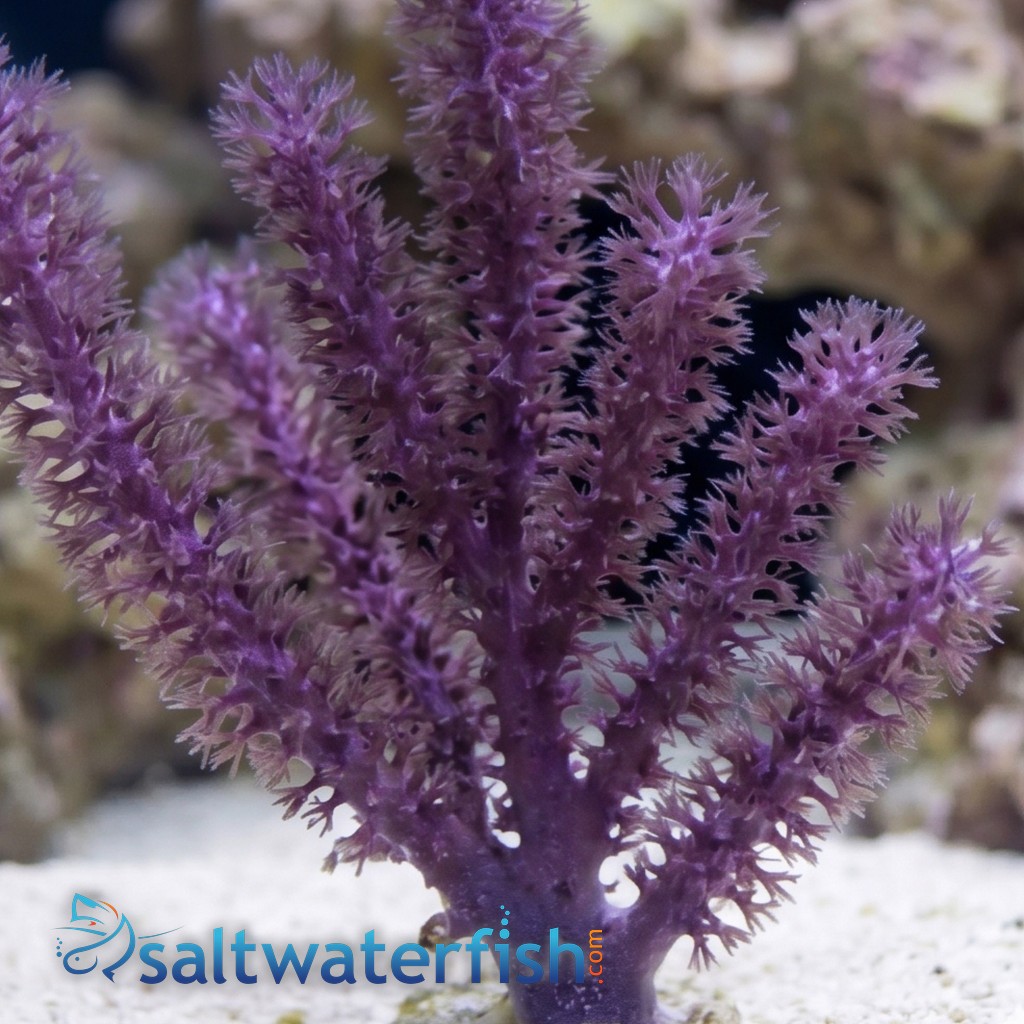 Knobby Gorgonian - Atlantic
