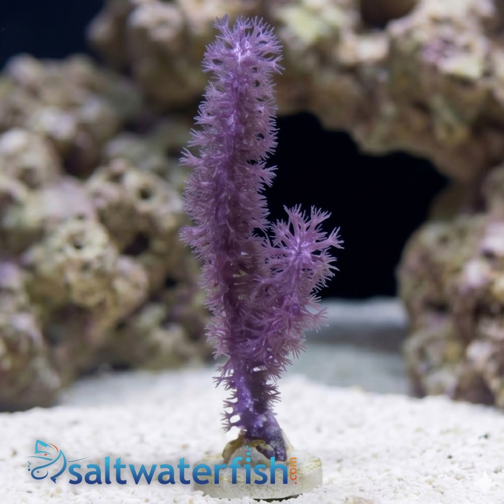 Knobby Gorgonian - Atlantic