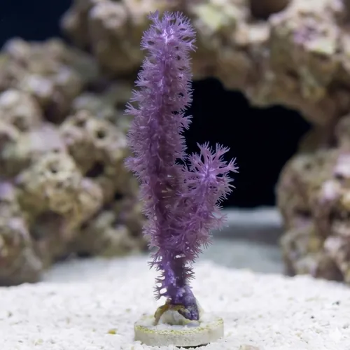 Knobby Gorgonian - Atlantic