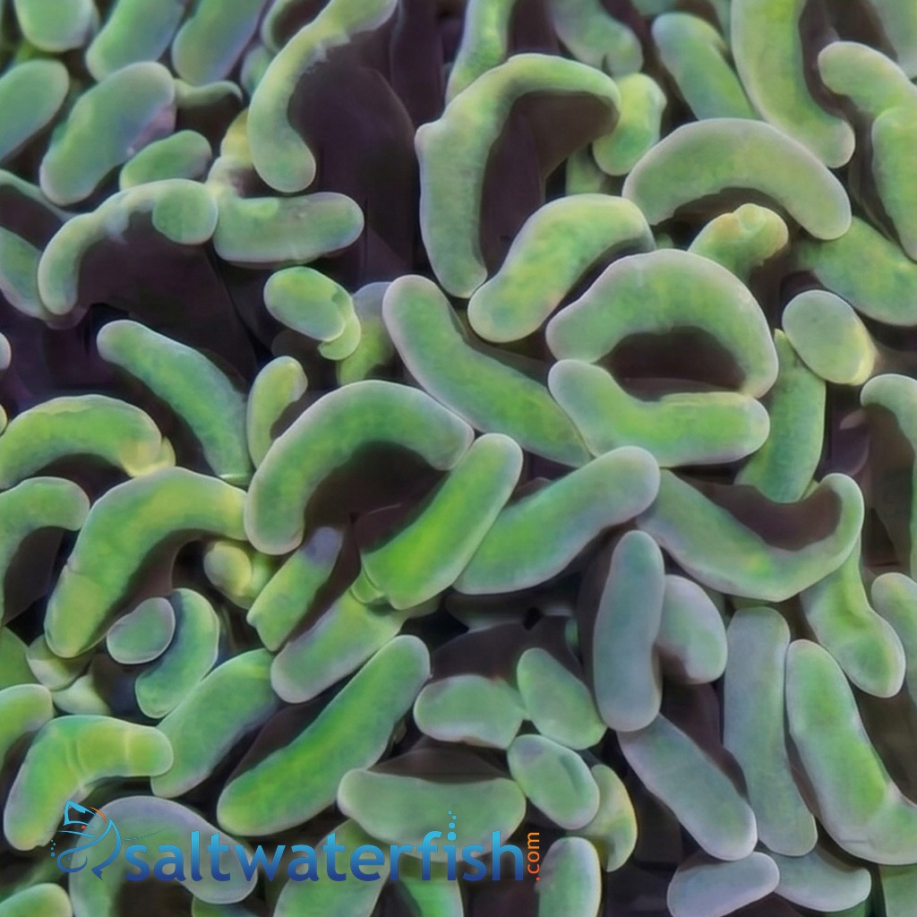 Hammer Coral: Green