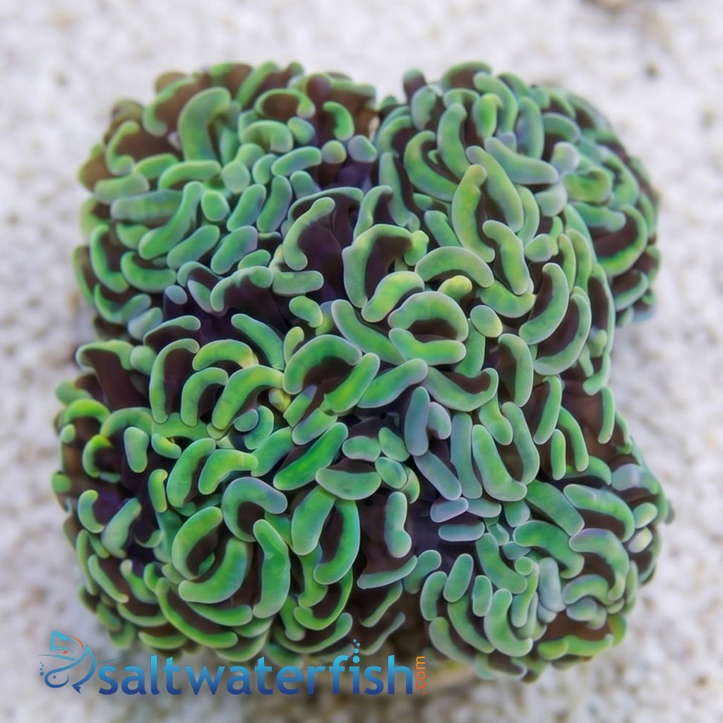 Hammer Coral: Green