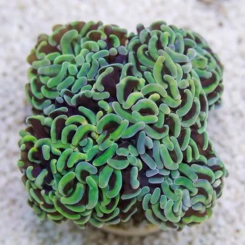Hammer Coral: Green