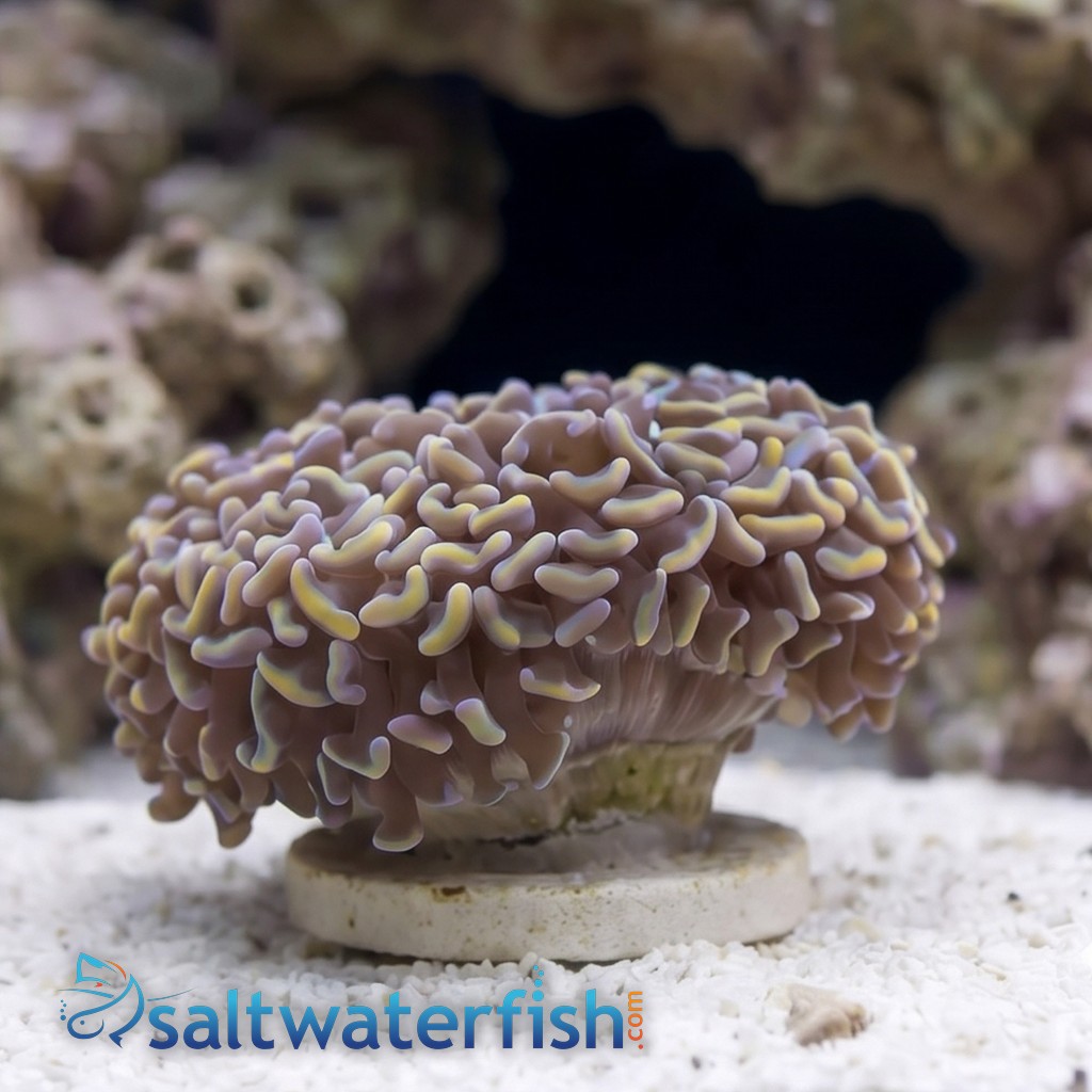 Wall Hammer Coral: Gold