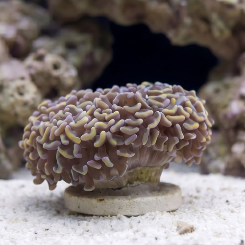 Hammer Coral: Pink/Peach - Australia