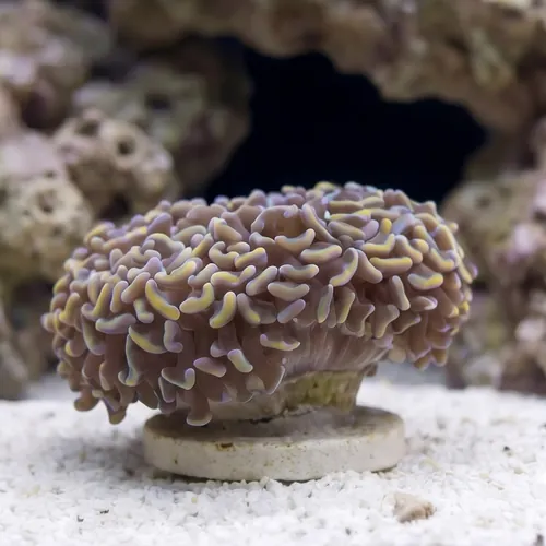 Wall Hammer Coral: Gold