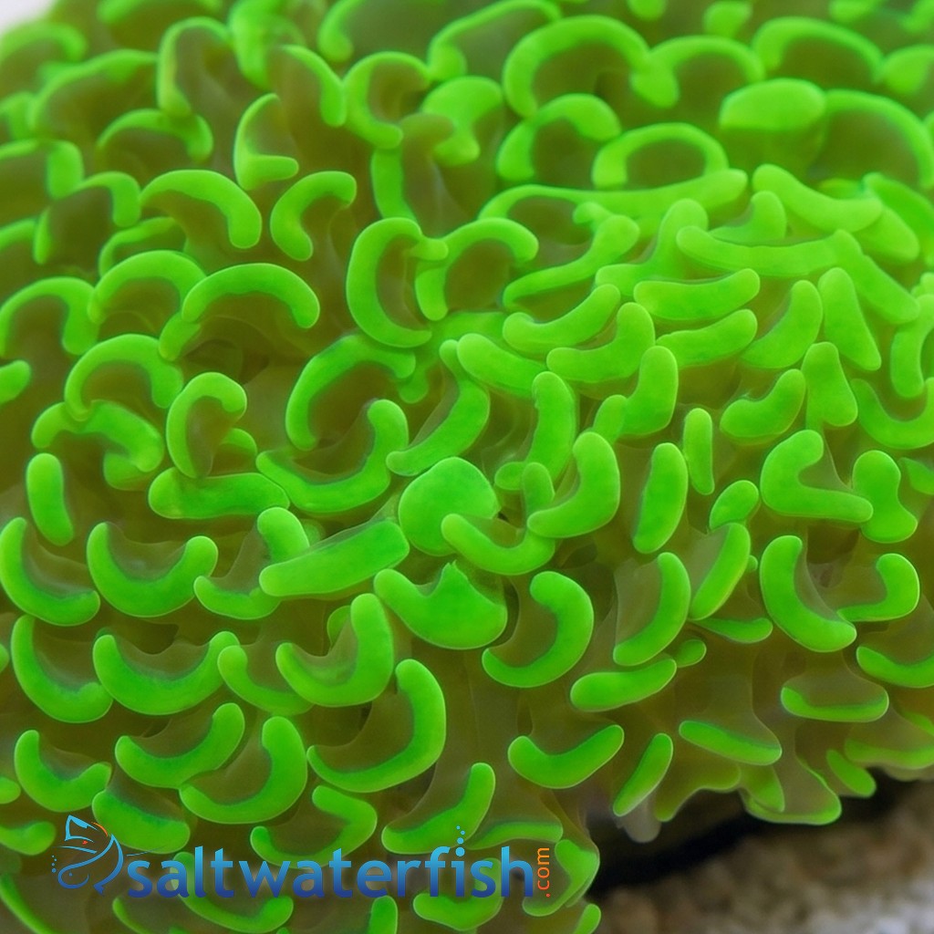 Wall Hammer Coral: Assorted Metallic