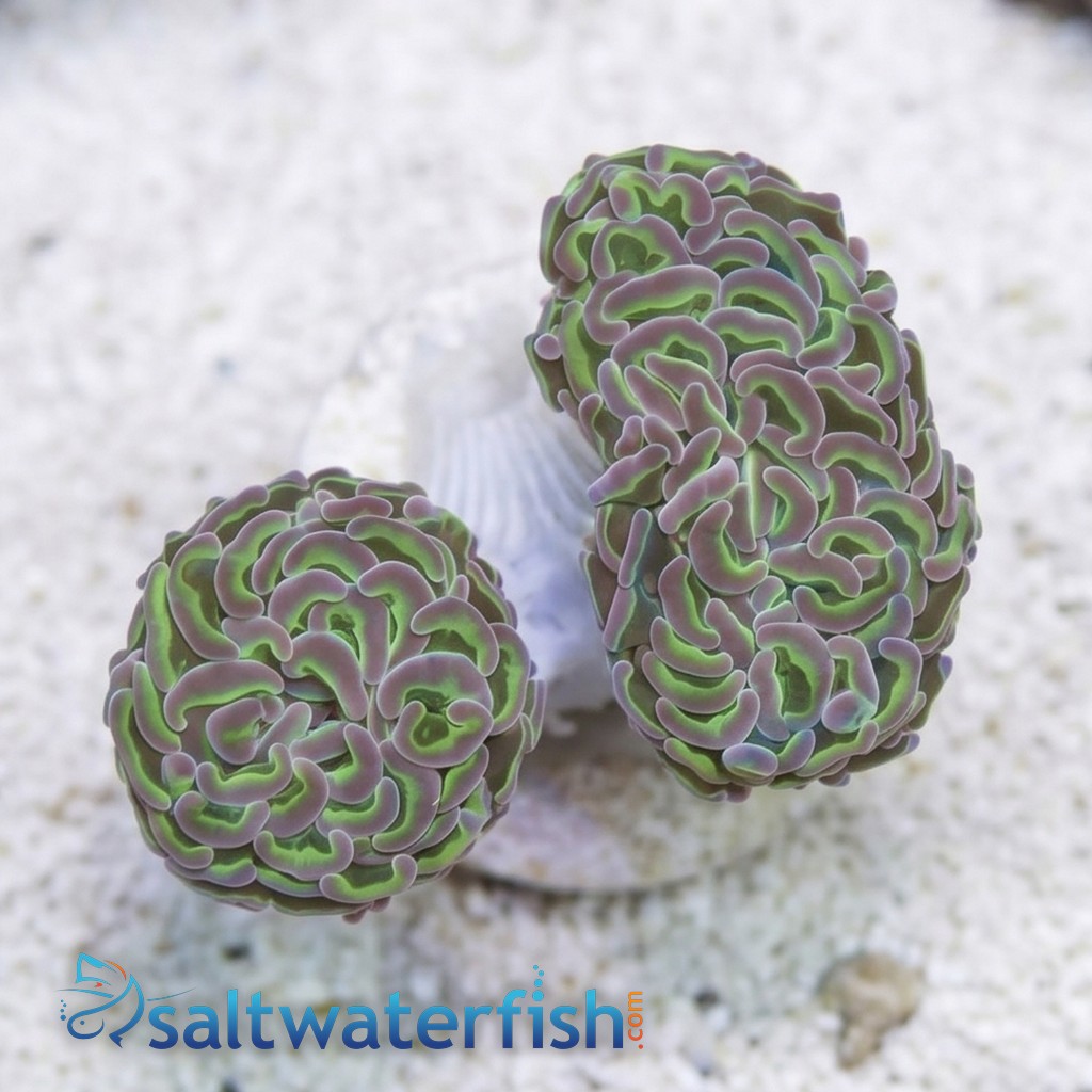 Wall Hammer Coral: Assorted Metallic