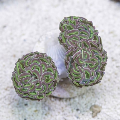 Wall Hammer Coral: Assorted Metallic