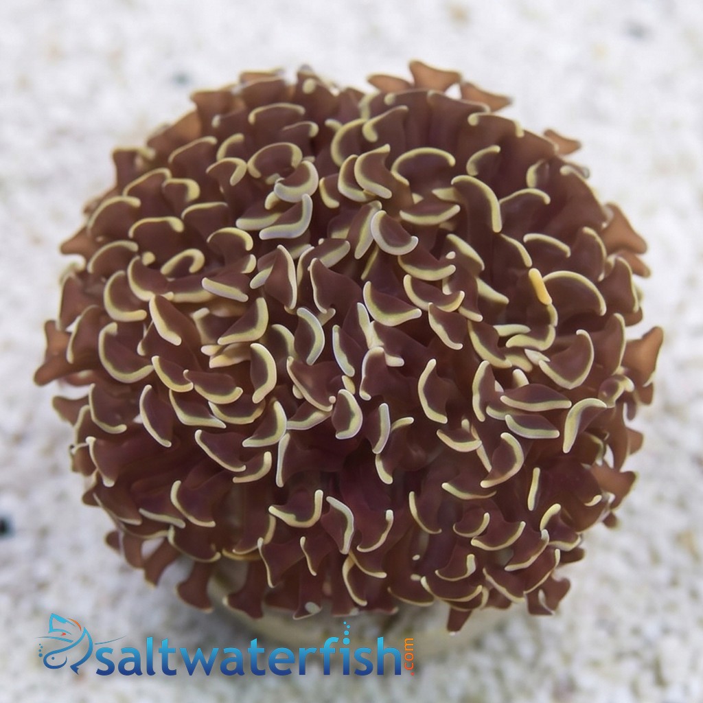 Hammer Coral: Gold Tip - Eastern Asia