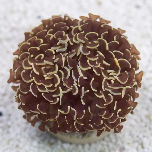 Hammer Coral: Gold Tip - Eastern Asia