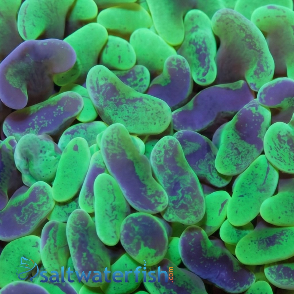 Green Hammer Coral: Swirl