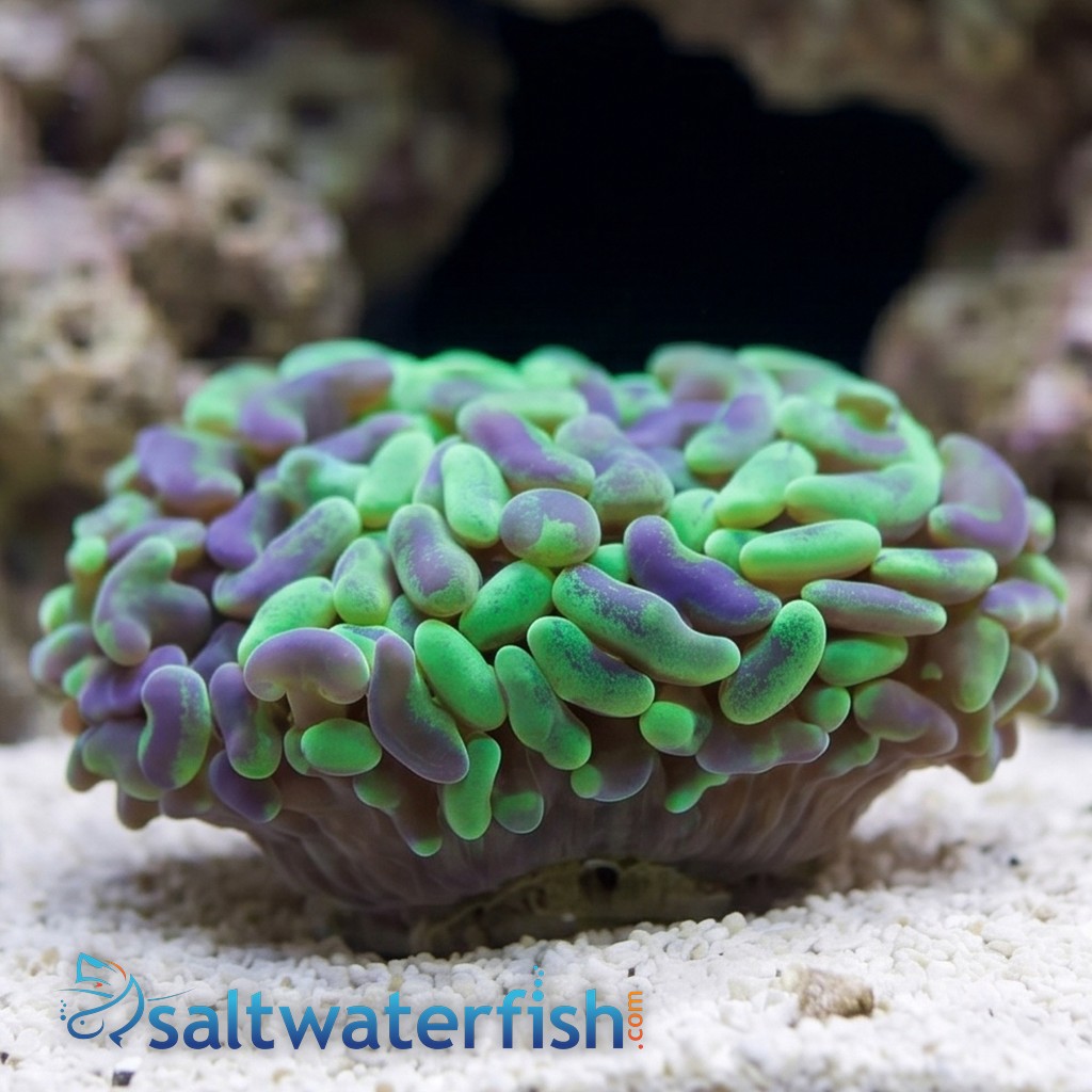 Green Hammer Coral: Swirl