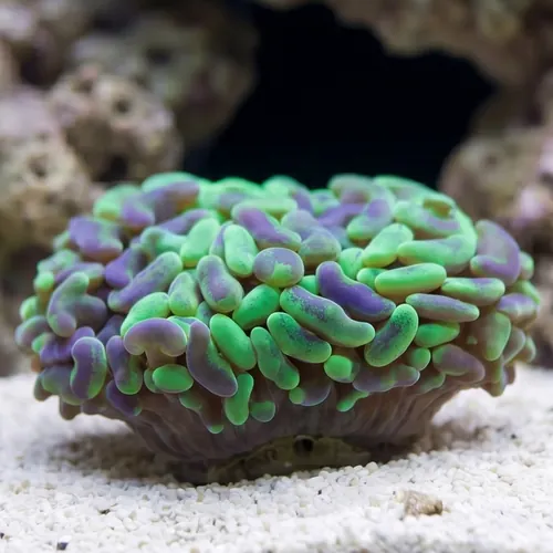 Green Hammer Coral: Swirl