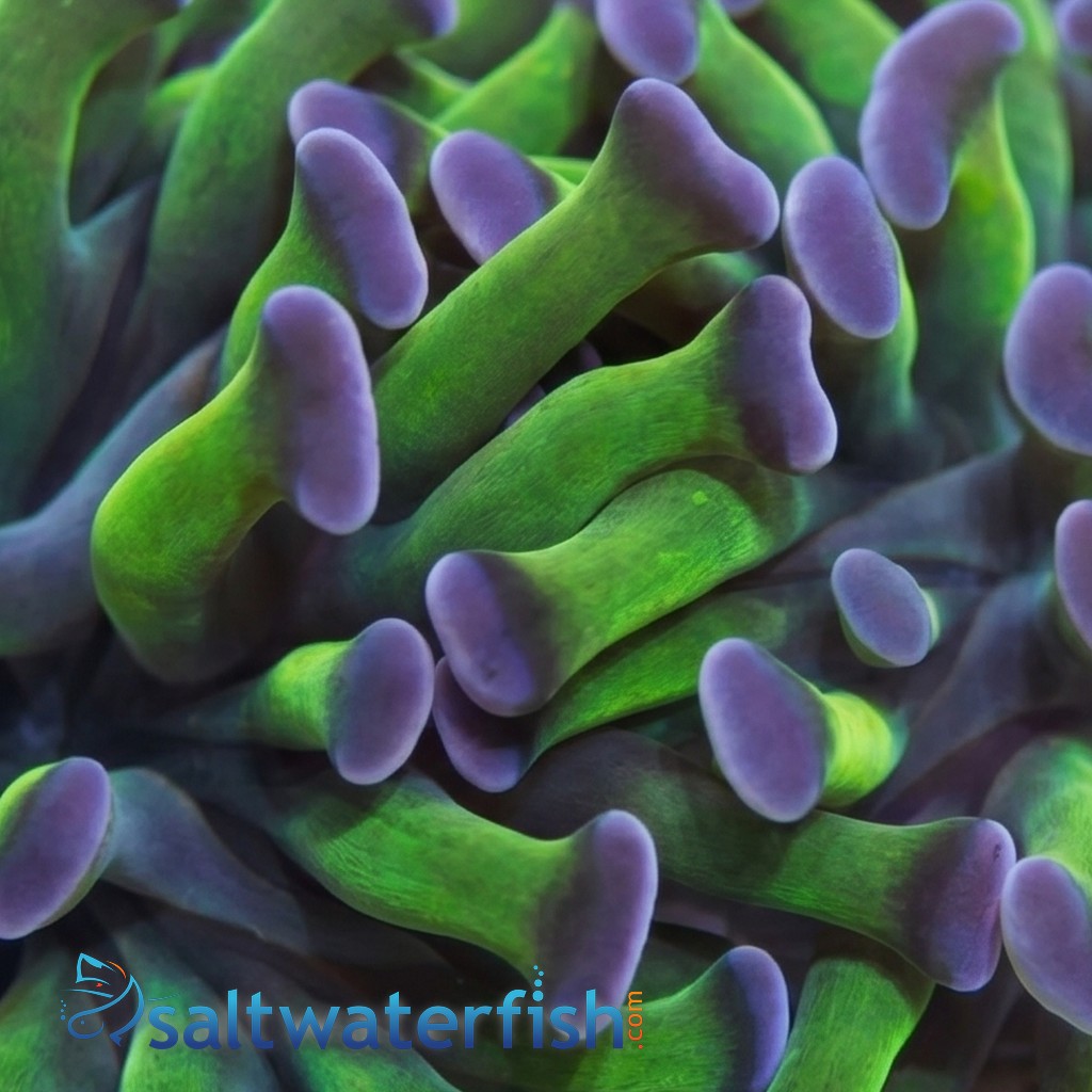 Hammer Coral: Green w/ Purple Tip - Australia