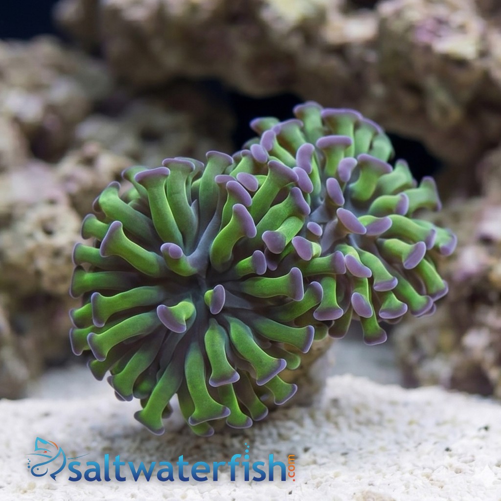 Hammer Coral: Green w/ Purple Tip - Australia