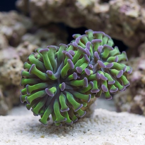 Hammer Coral: Green w/ Purple Tip - Australia