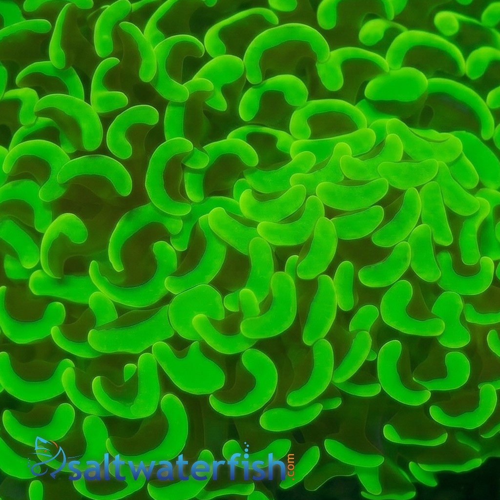 Hammer Coral: Metallic Green