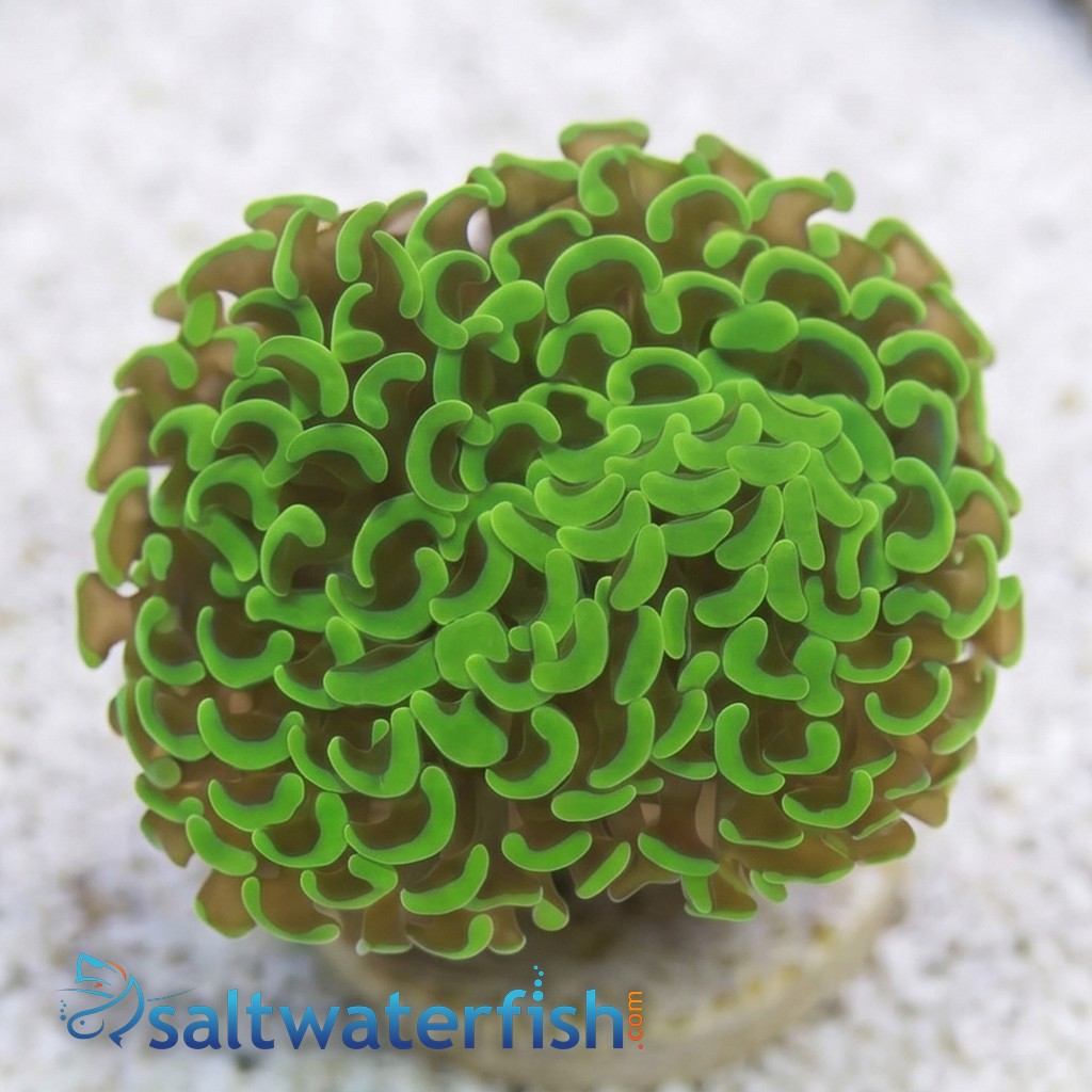 Hammer Coral: Metallic Green