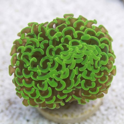 Hammer Coral: Metallic Green