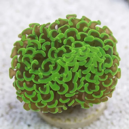 Hammer Coral: Metallic Green