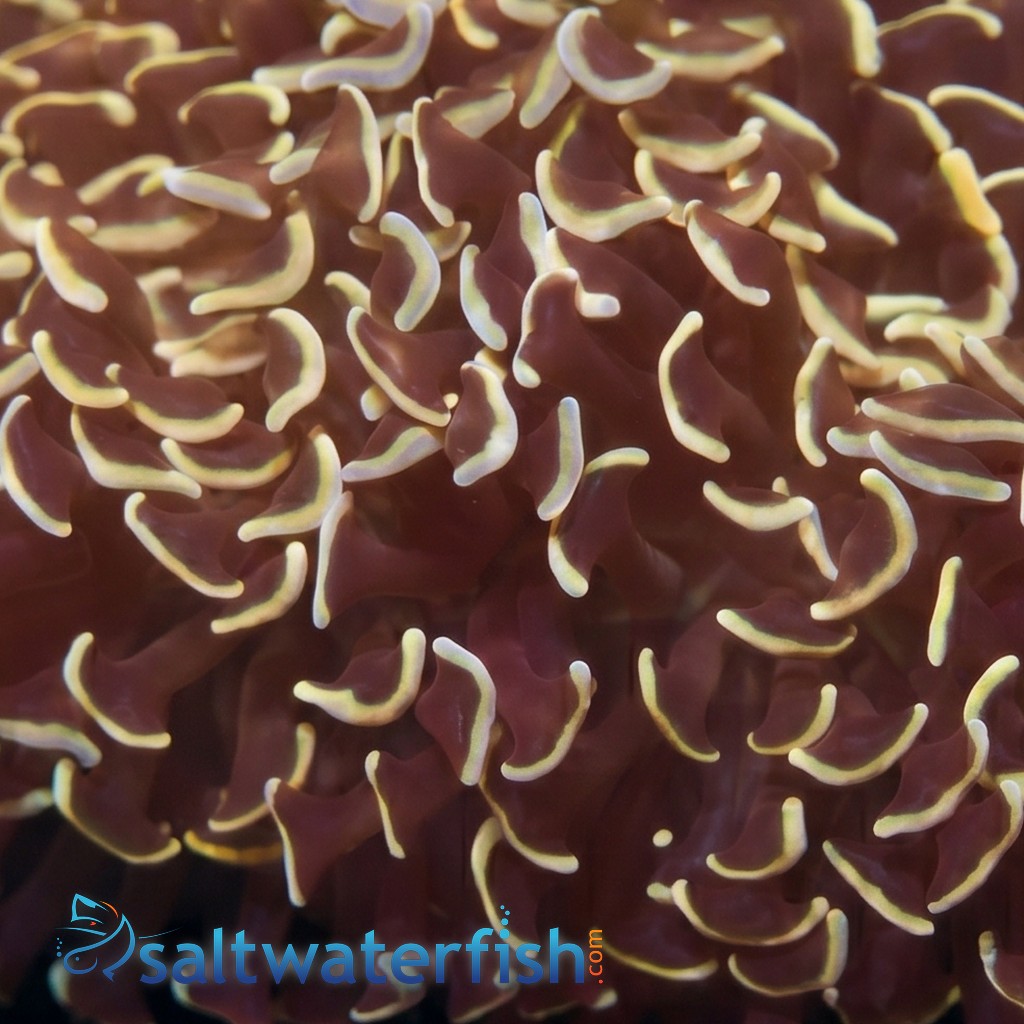 Hammer Coral: Gold Tip - Aquacultured