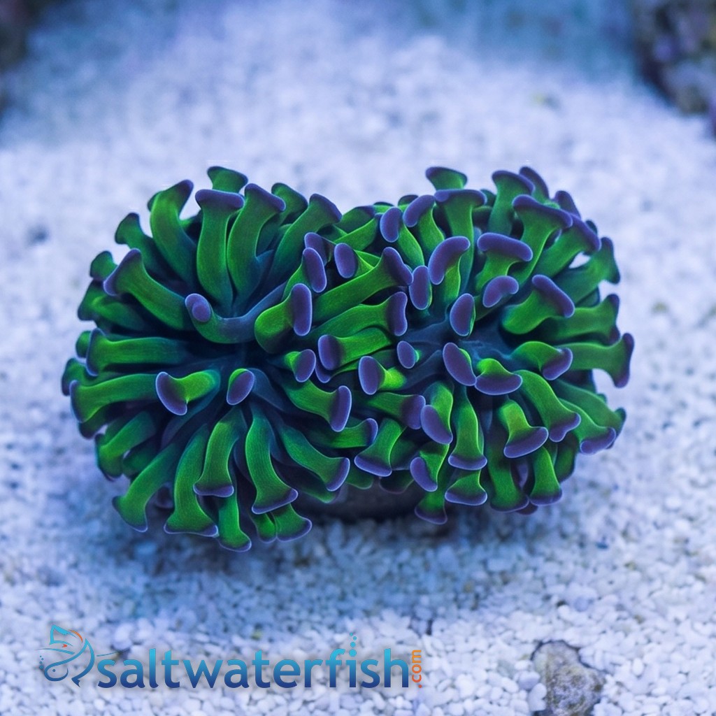 Hammer Coral: Green w/ Purple Tip - Aquacultured