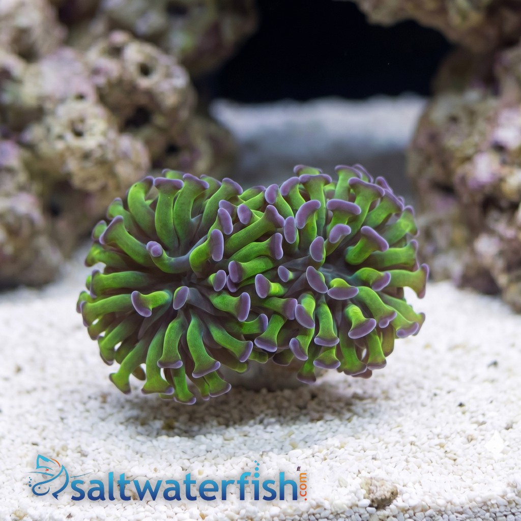 Hammer Coral: Green w/ Purple Tip - Aquacultured
