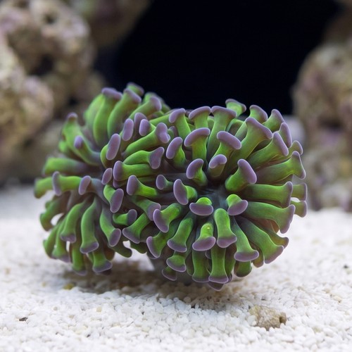 Hammer Coral: Green w/ Purple Tip - Aquacultured