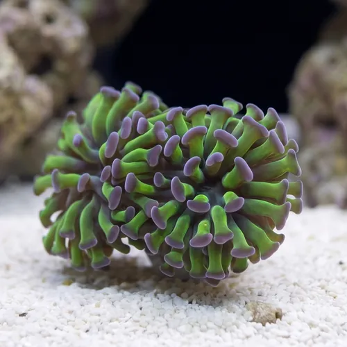 Hammer Coral: Green w/ Purple Tip - Aquacultured