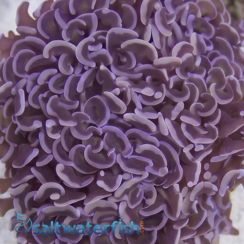 Wall Hammer Coral: Gold with Orange Tips
