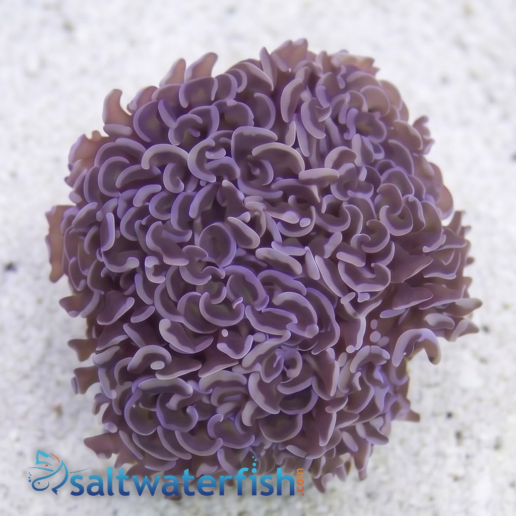 Wall Hammer Coral: Gold with Orange Tips