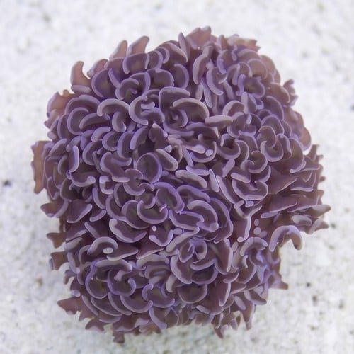 Wall Hammer Coral: Gold with Orange Tips