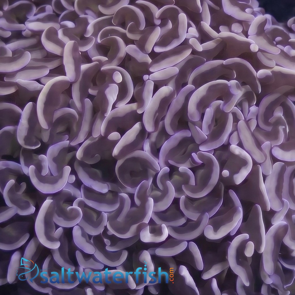 Wall Hammer Coral: Gold with Orange Tips - Indo Pacific