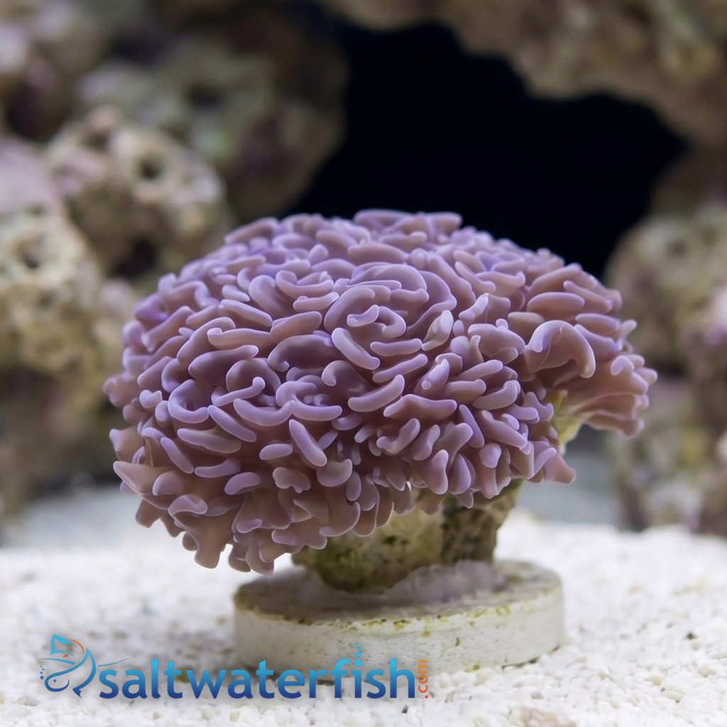 Wall Hammer Coral: Gold with Orange Tips - Indo Pacific