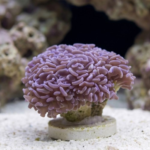 Wall Hammer Coral: Gold with Orange Tips - Indo Pacific