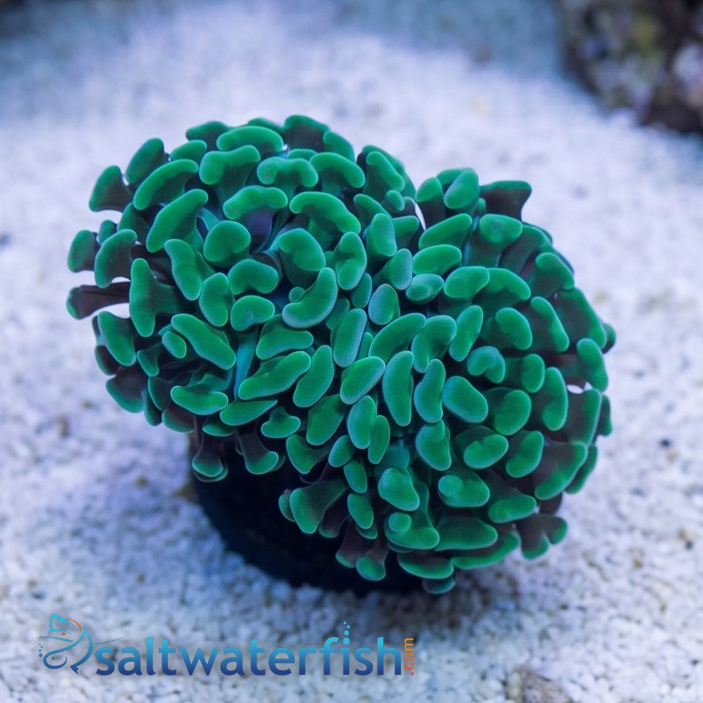 Hammer Coral: Green
