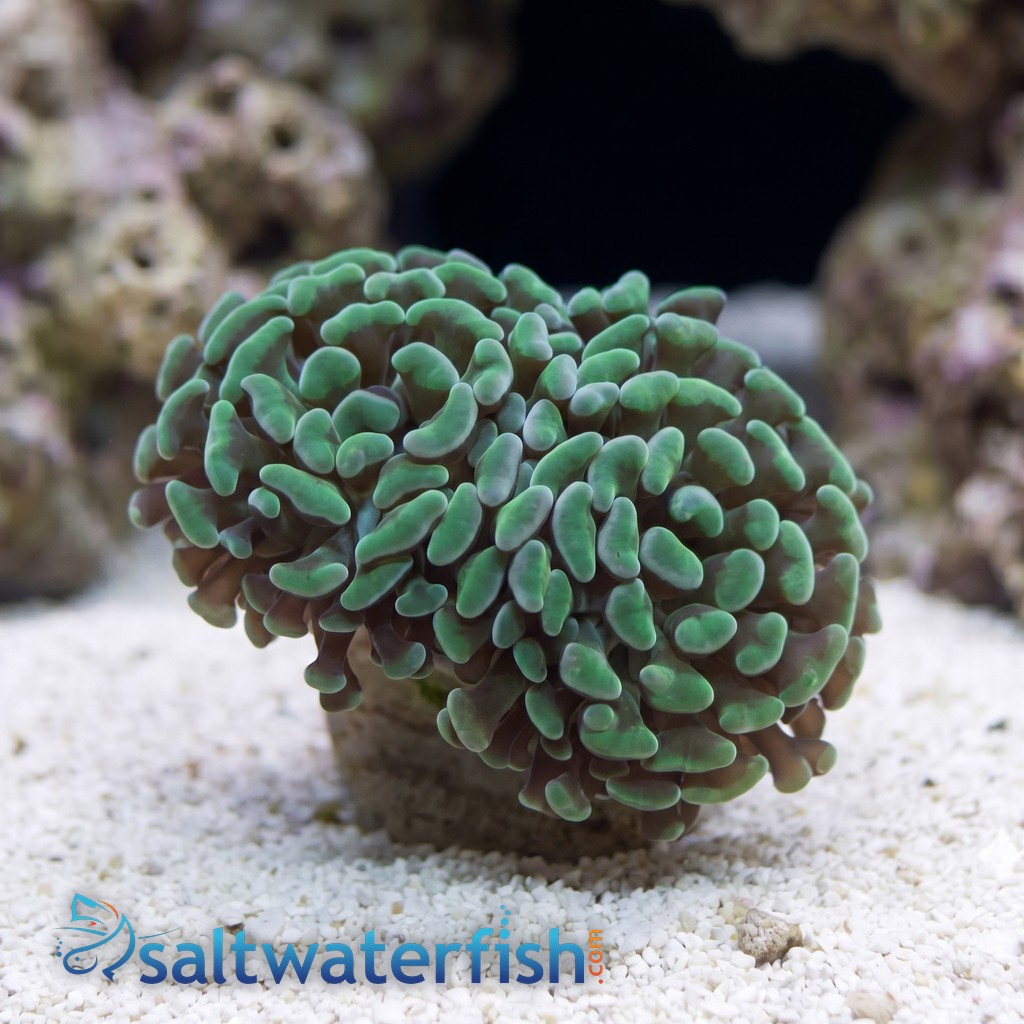 Hammer Coral: Green